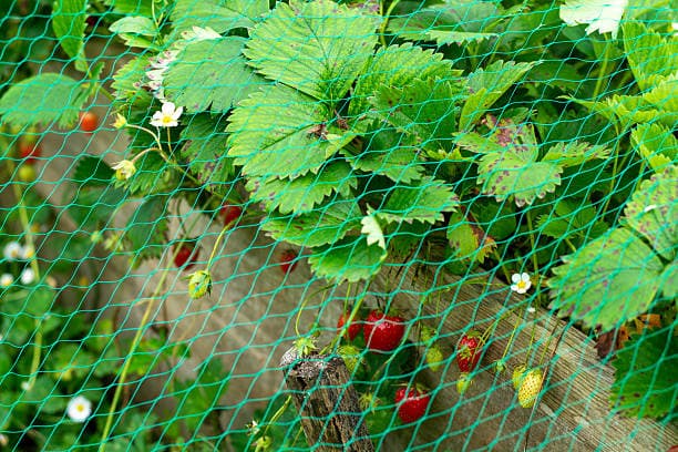 Fruit Orchard