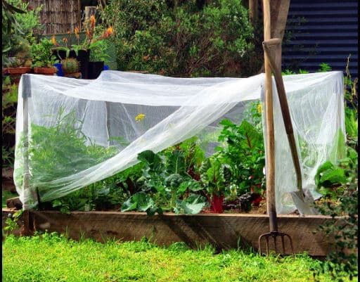 Vegetable Farming